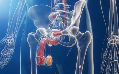 الخصية المعلقة – كل ما تريد معرفته عنها