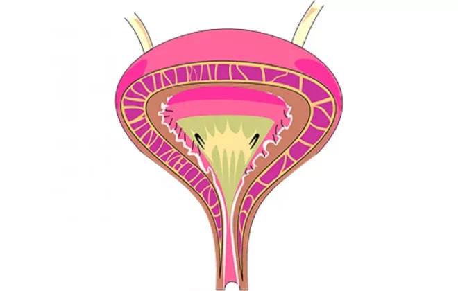صمام عنق المثانة